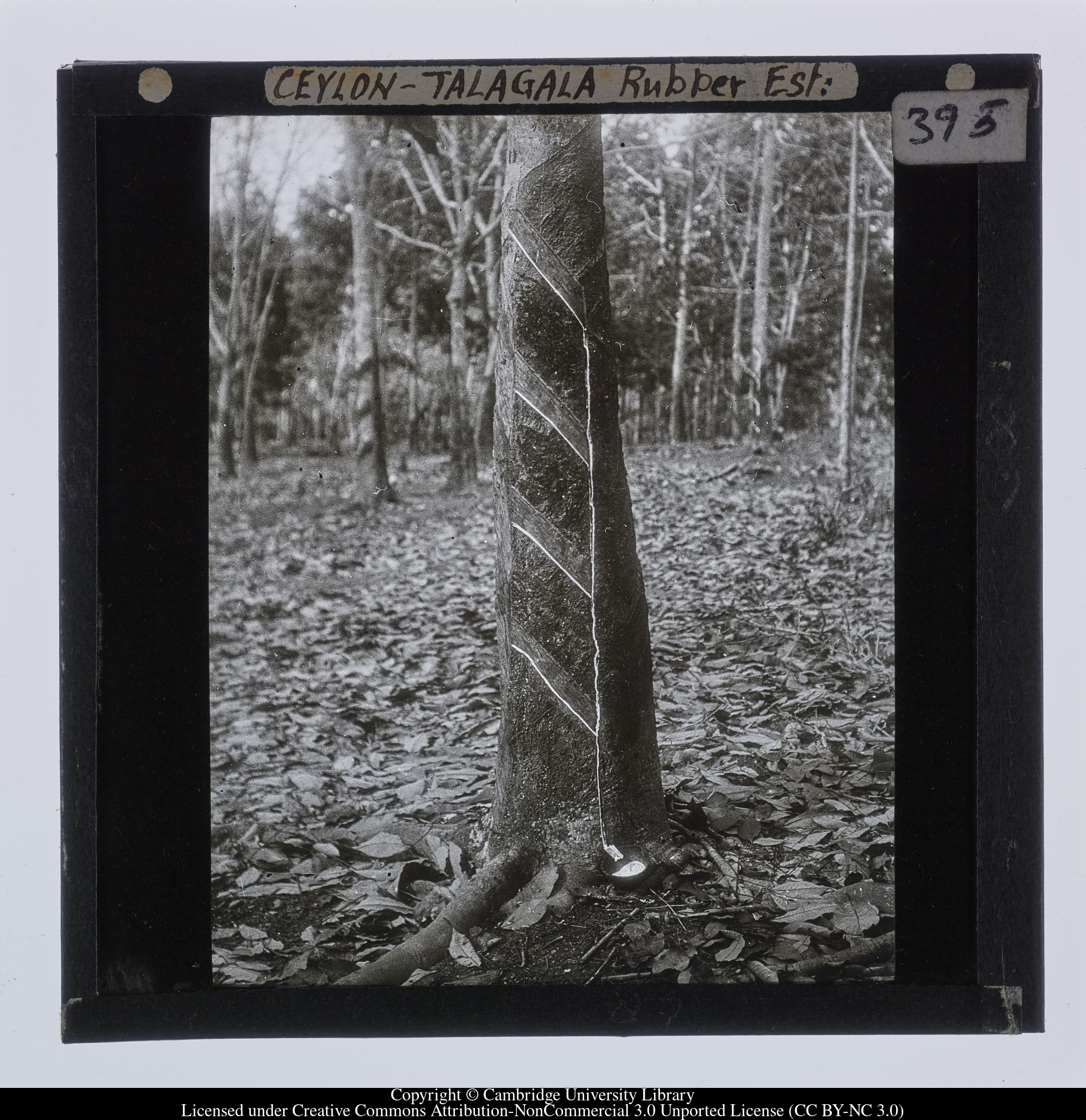 Ceylon [i.e. Sri Lanka] - Talagala Rubber Est, 1910 - 1911