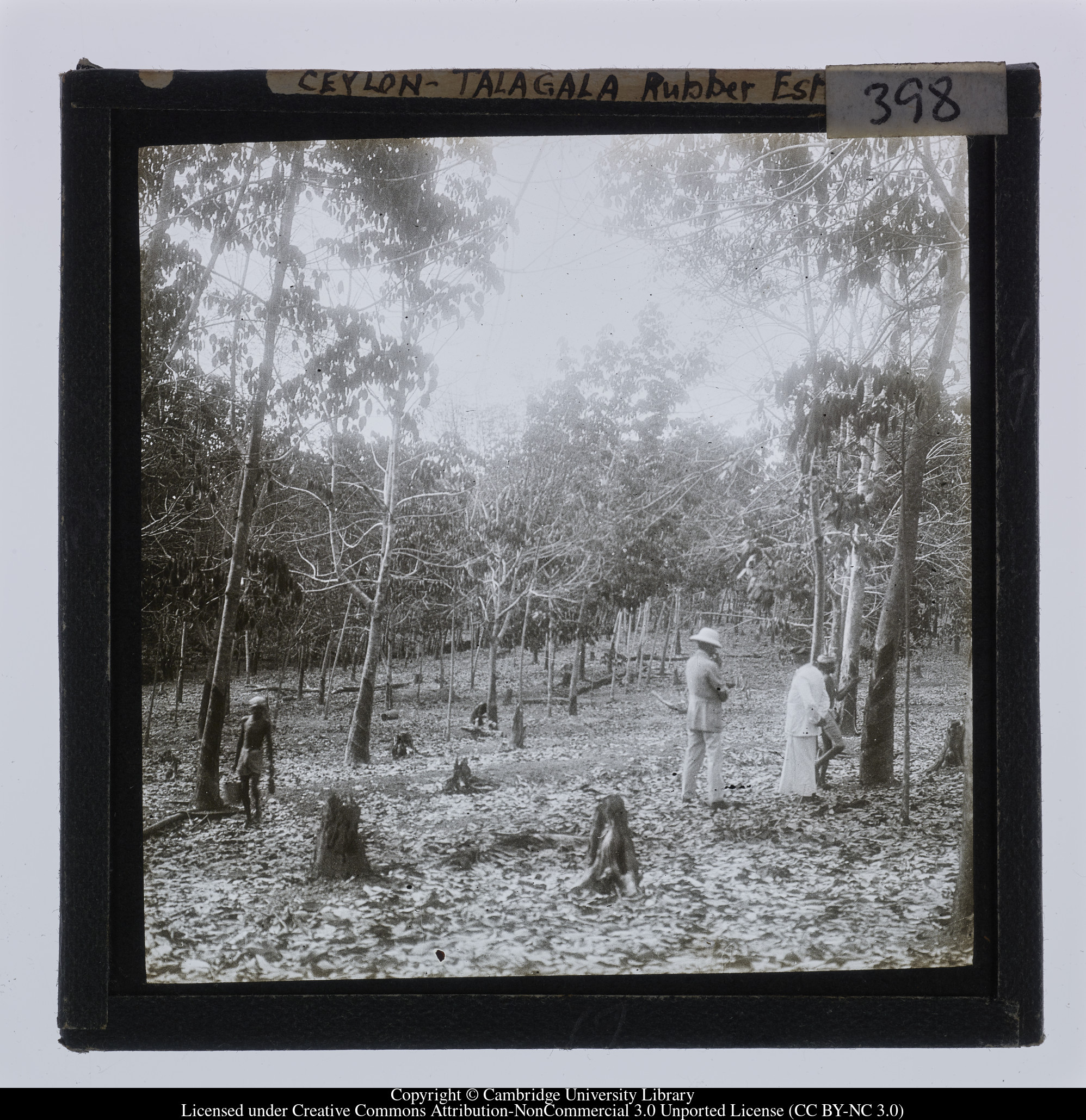 Ceylon [i.e. Sri Lanka] - Talagala Rubber Est, 1910 - 1911