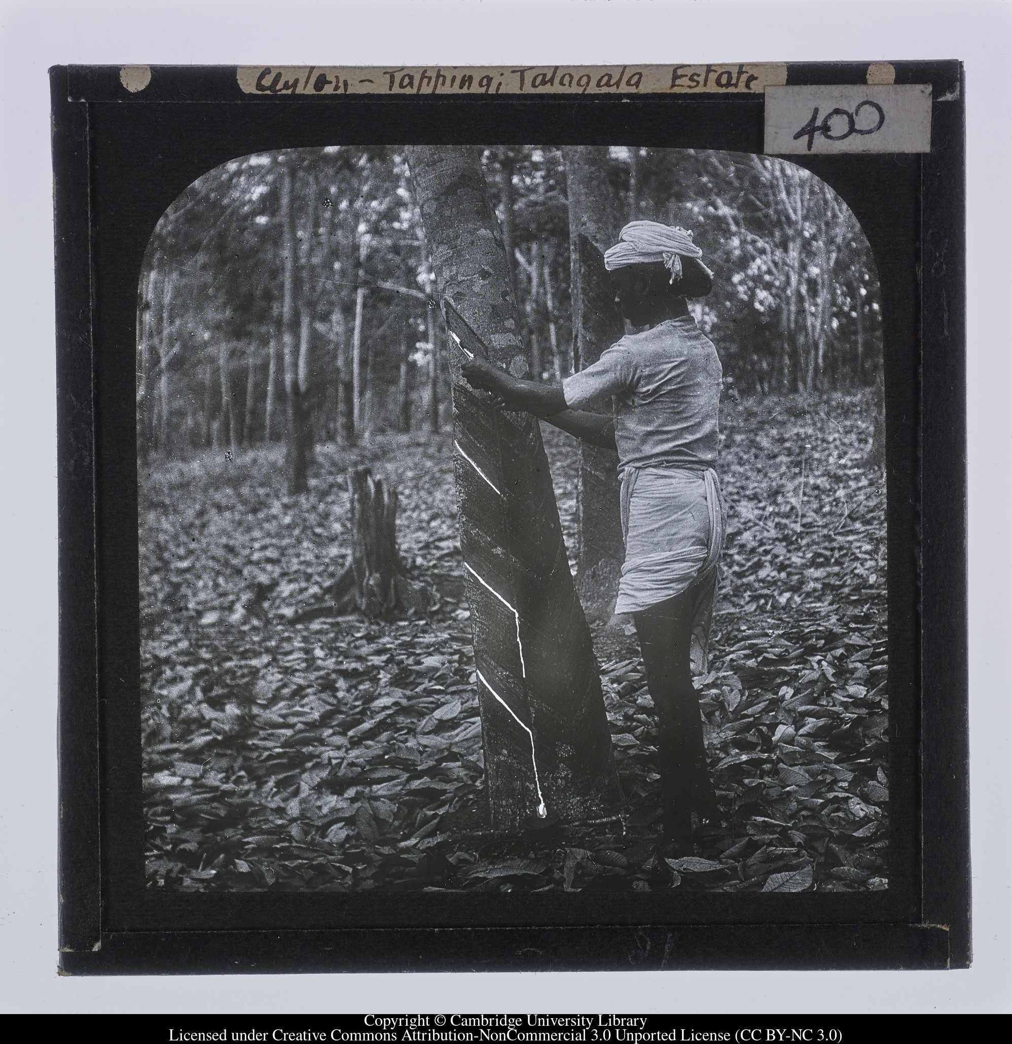 Ceylon [i.e. Sri Lanka] - Tapping; Talagala Estate, 1910 - 1911