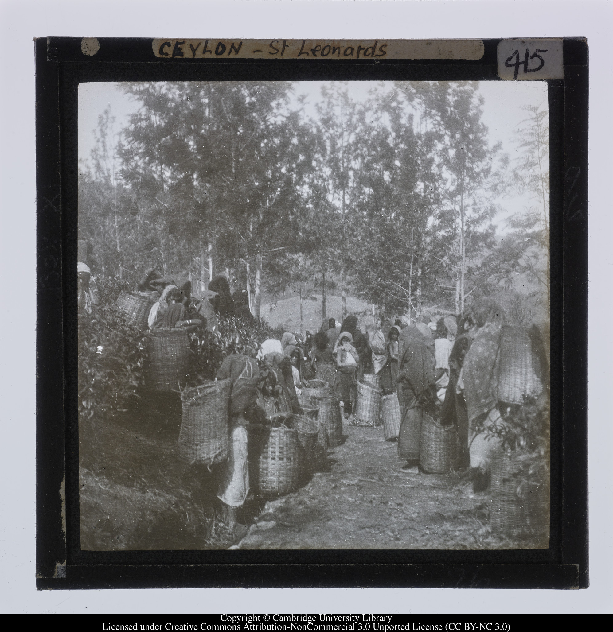 Ceylon [i.e. Sri Lanka] - St Leonards, 1910 - 1911