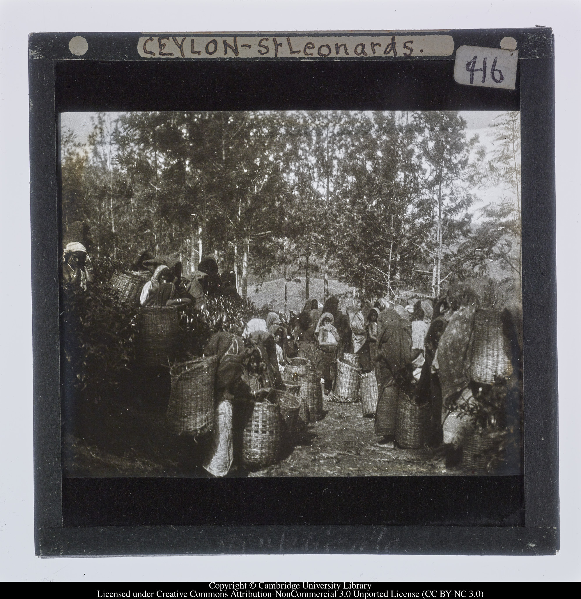 Ceylon [i.e. Sri Lanka] - St Leonards, 1910 - 1911