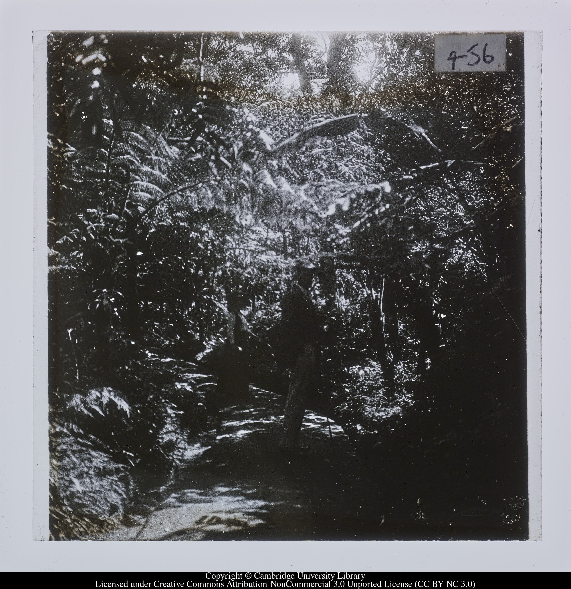 [Path through trees], 1908 - 1914