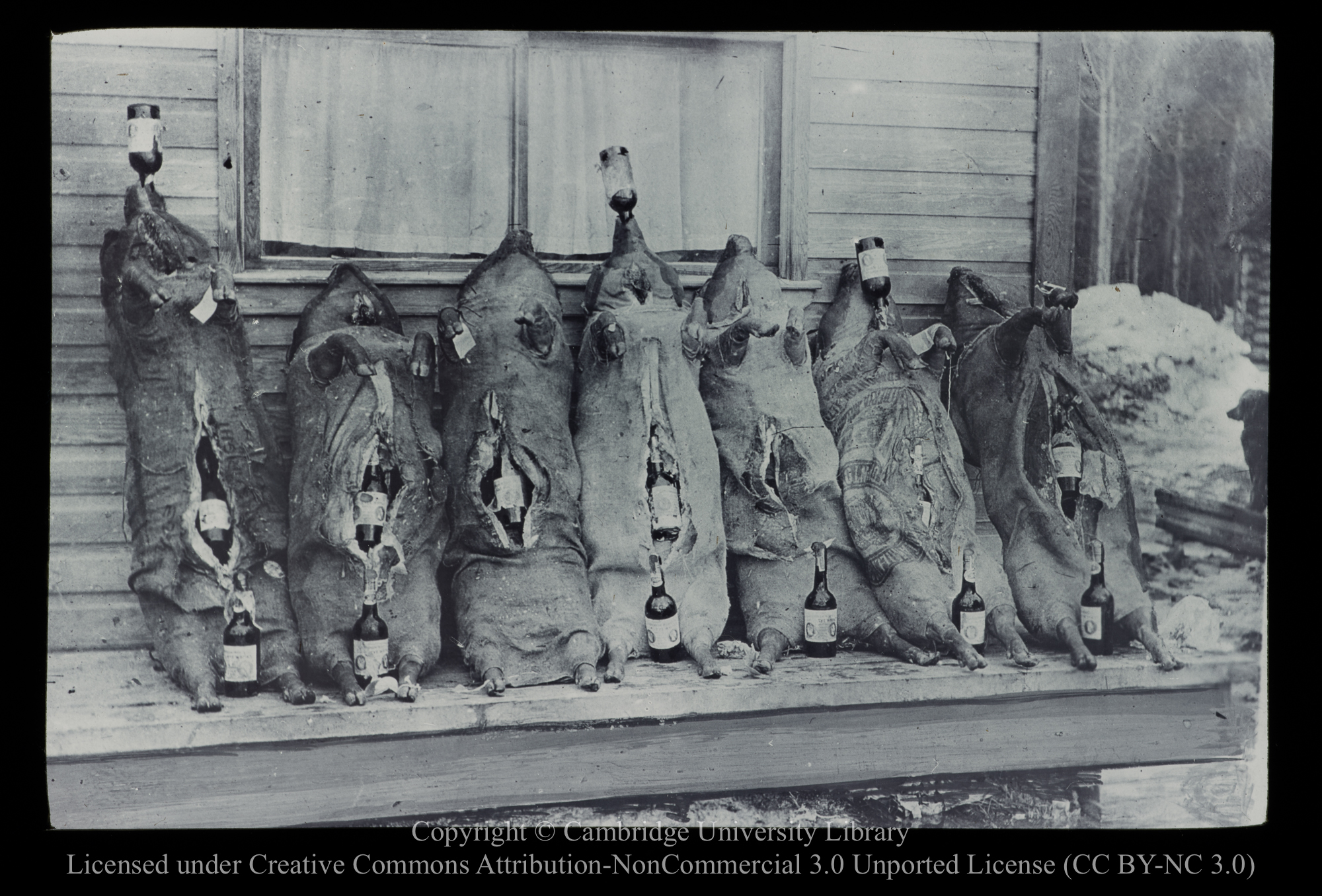 Smuggled whisky, FÃªte Jaune B.C [i.e. British Columbia], 1910 - 1930