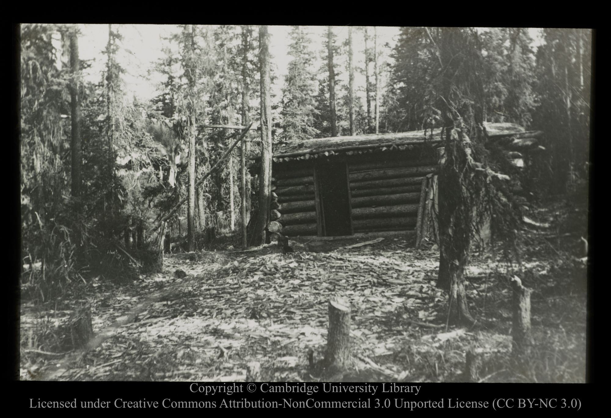 [Cabin in forest], 1910 - 1930