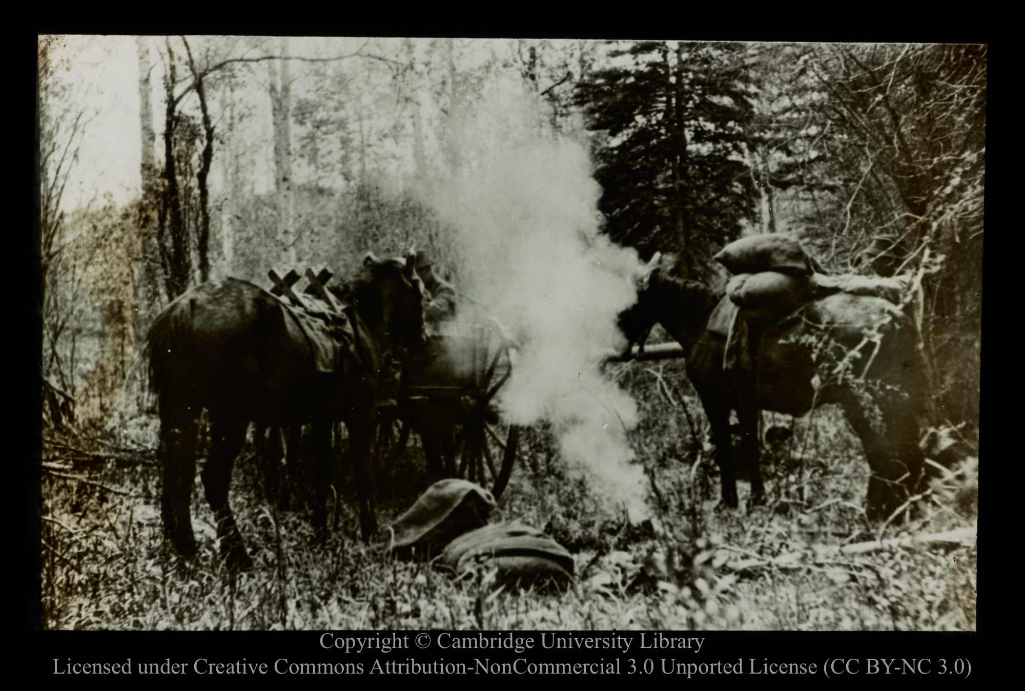 [Packhorses at camp site], 1910 - 1930