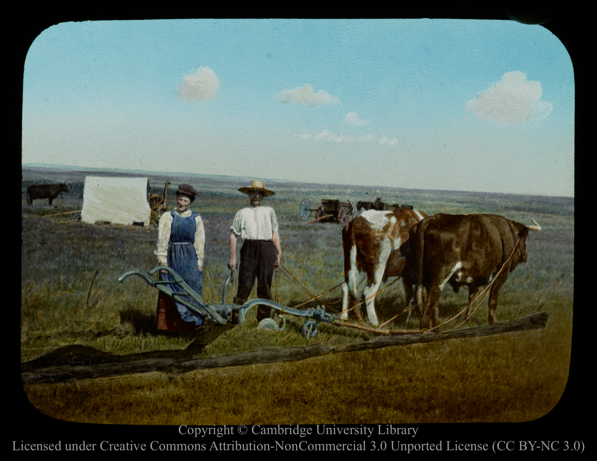 Oxen and Plough [on the prairie], 1910 - 1930