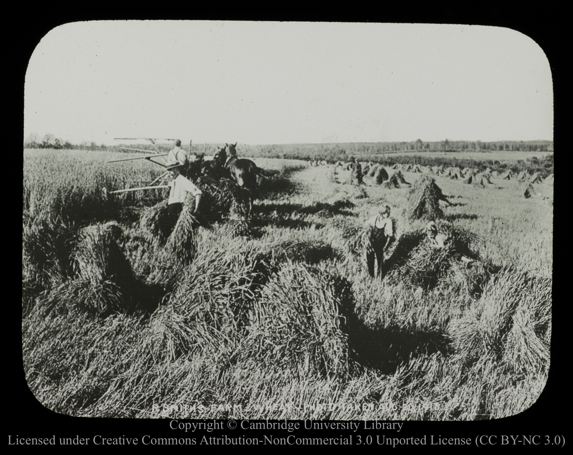 [Harvesting on the prairie], 1910 - 1930