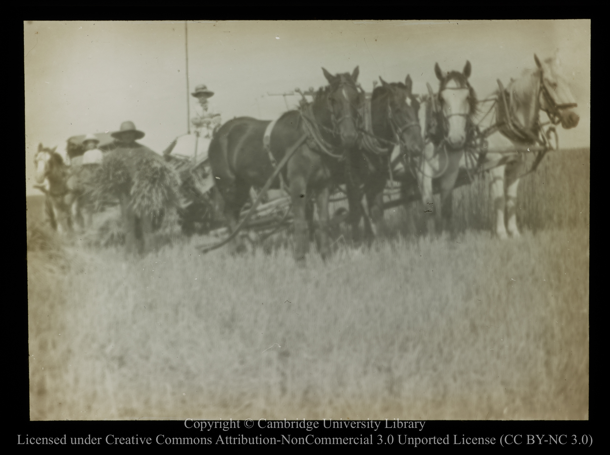 [Harvesting on the prairie], 1910 - 1930