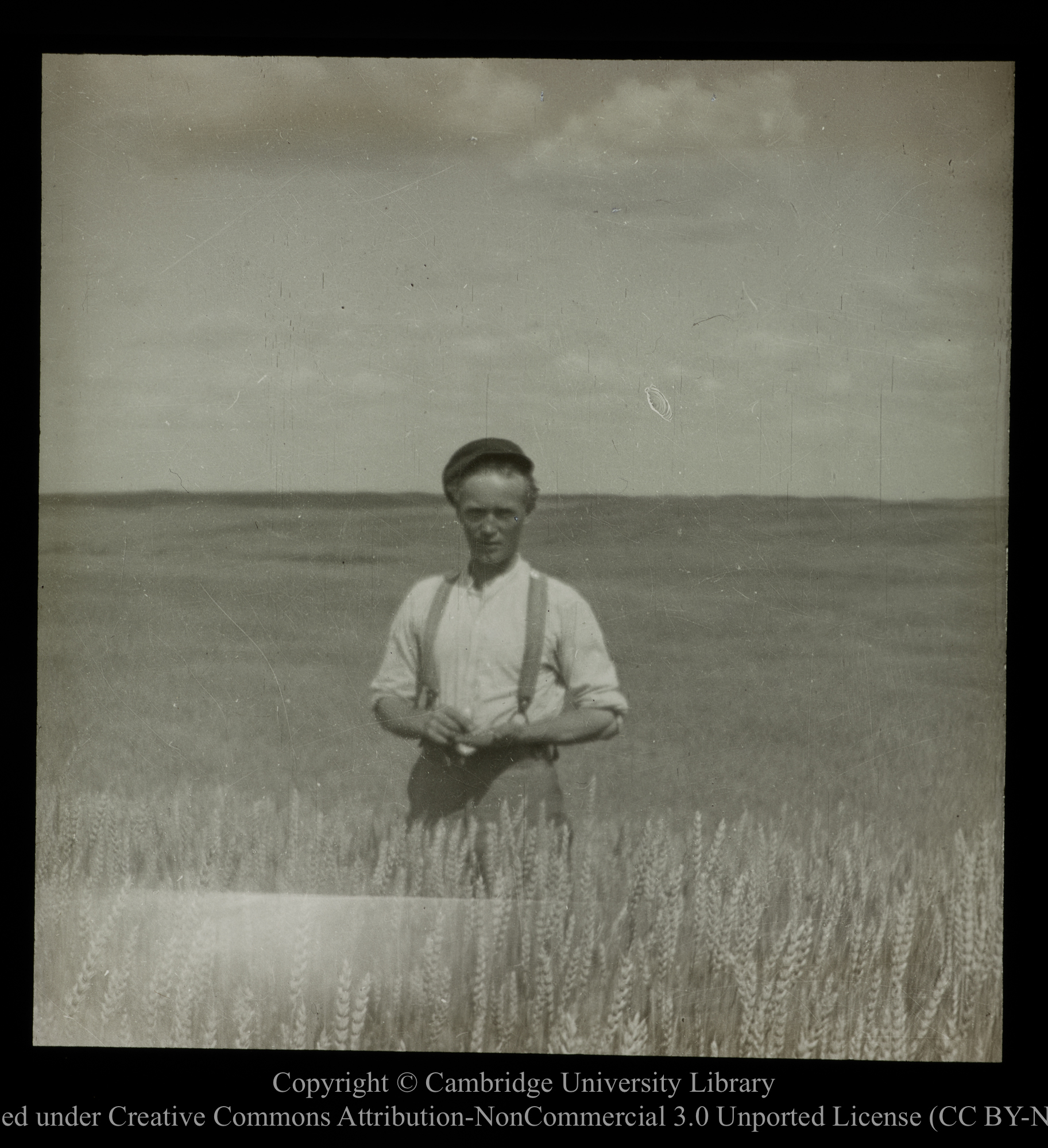 [Farmer in wheat field], 1910 - 1930