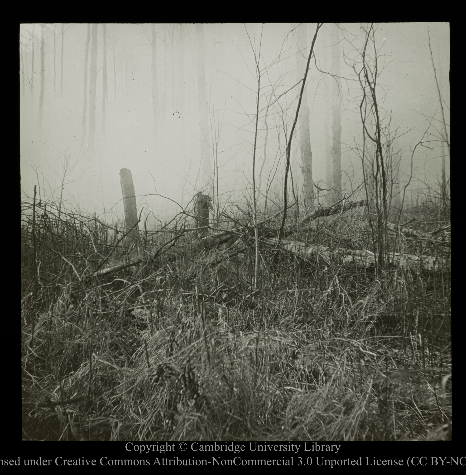 [Forest land], 1910 - 1930