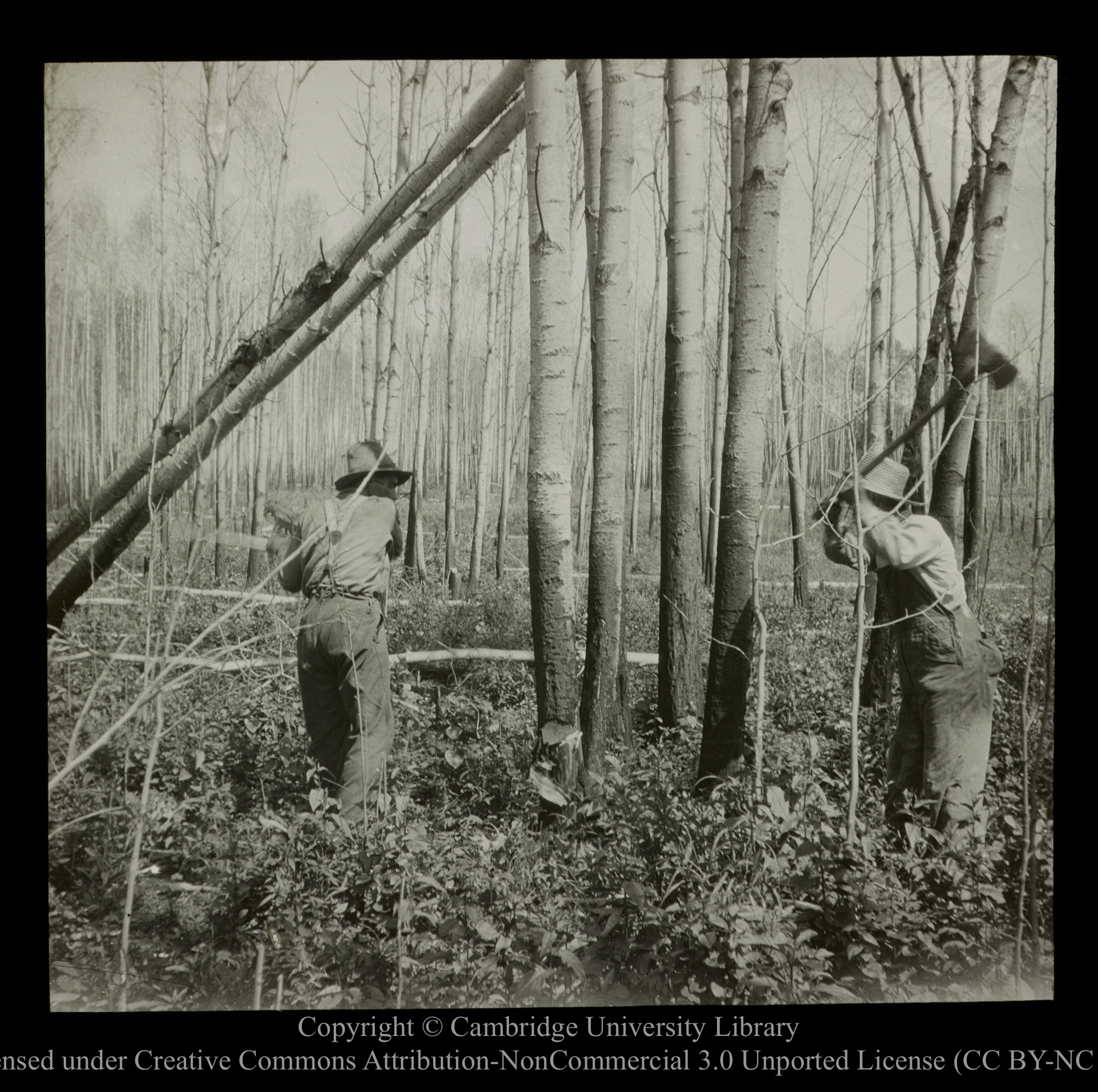 [Felling timber], 1910 - 1930