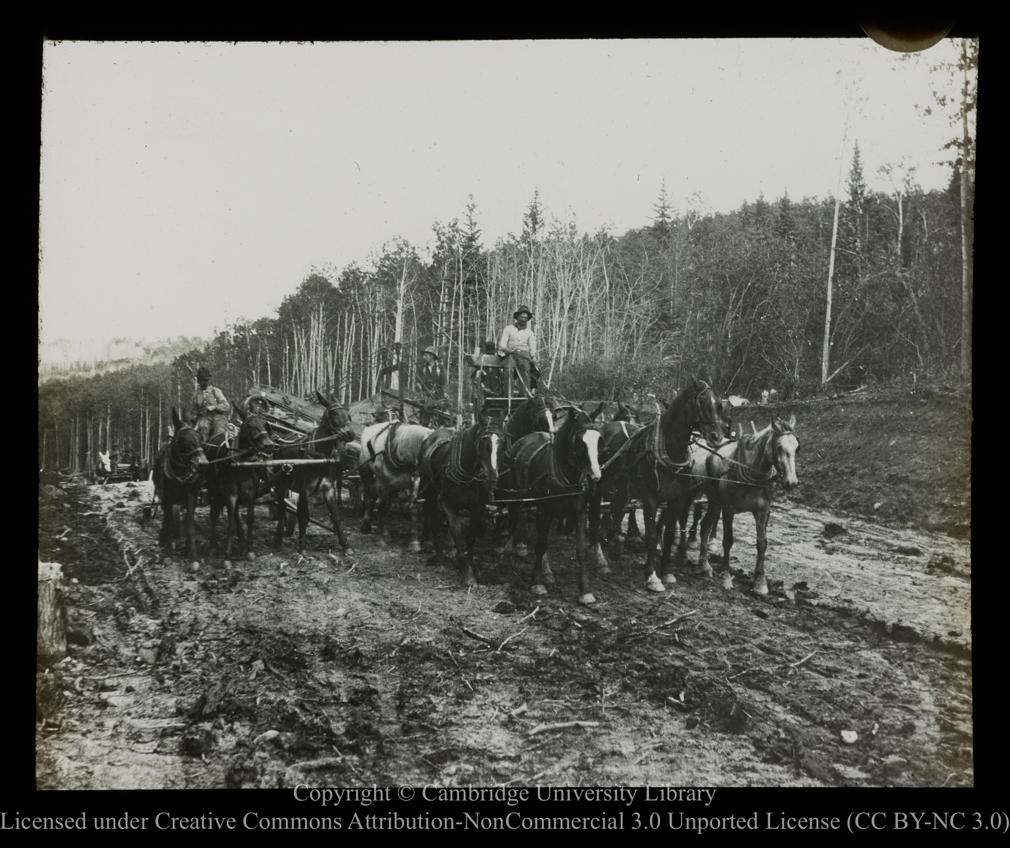 [Hauling timber], 1910 - 1930